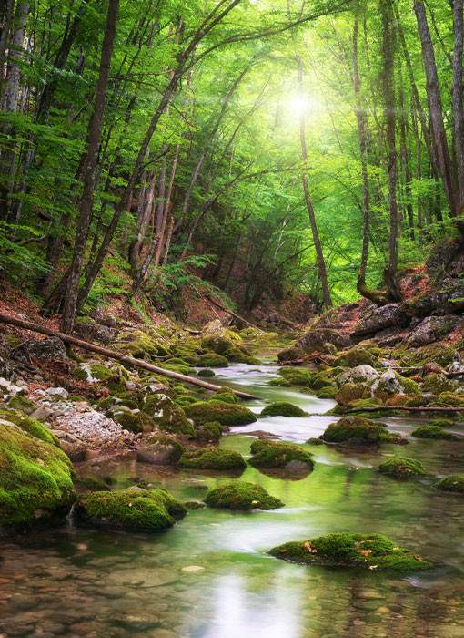 a stream running through a lush green forest.